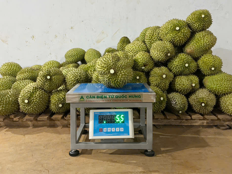 Cân Ghế Sầu Riêng