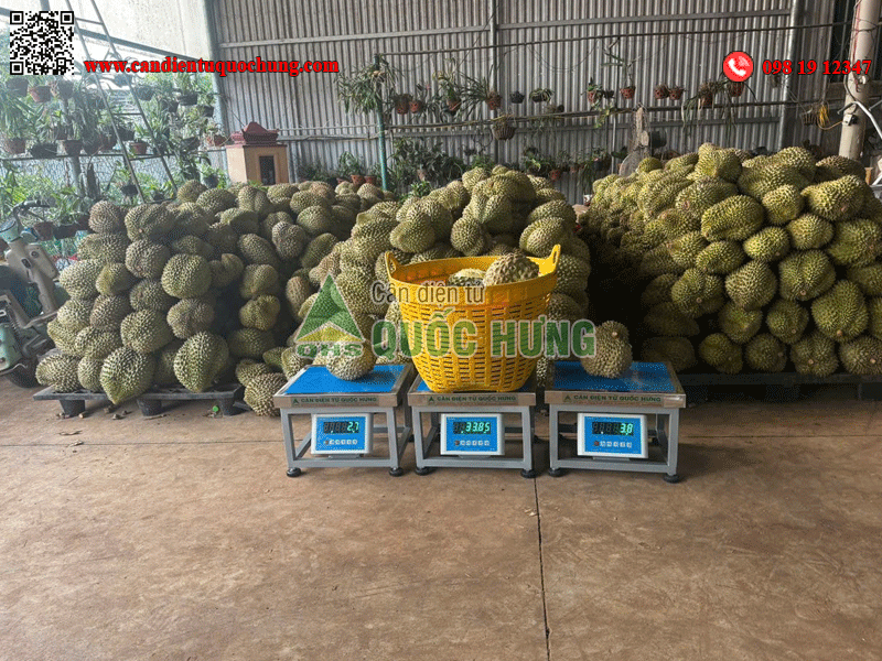 Cân thùng nông sản Quốc Hưng