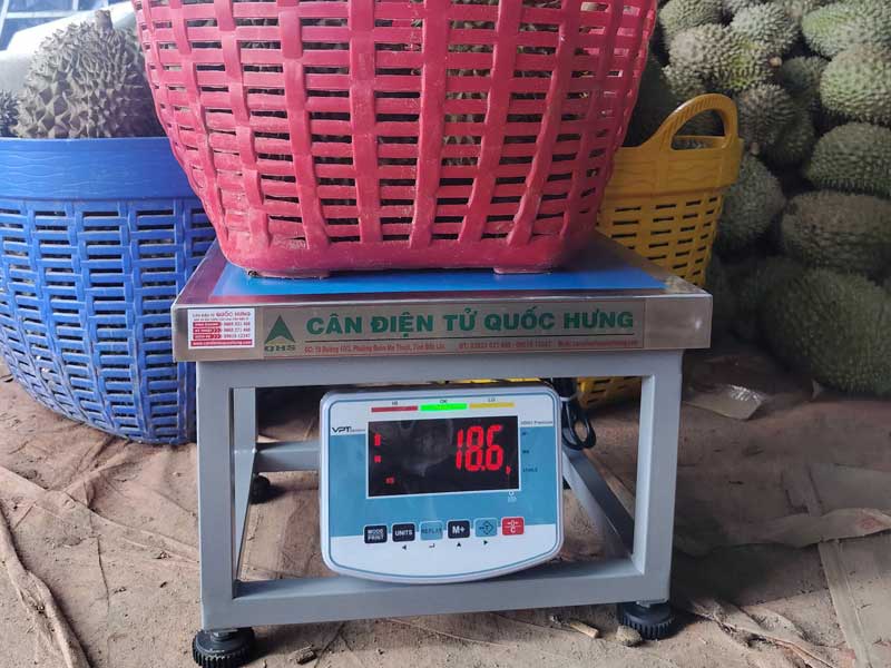 Bàn giao Cân ghế điện tử 300kg cho kho sầu riêng tại Di Linh
