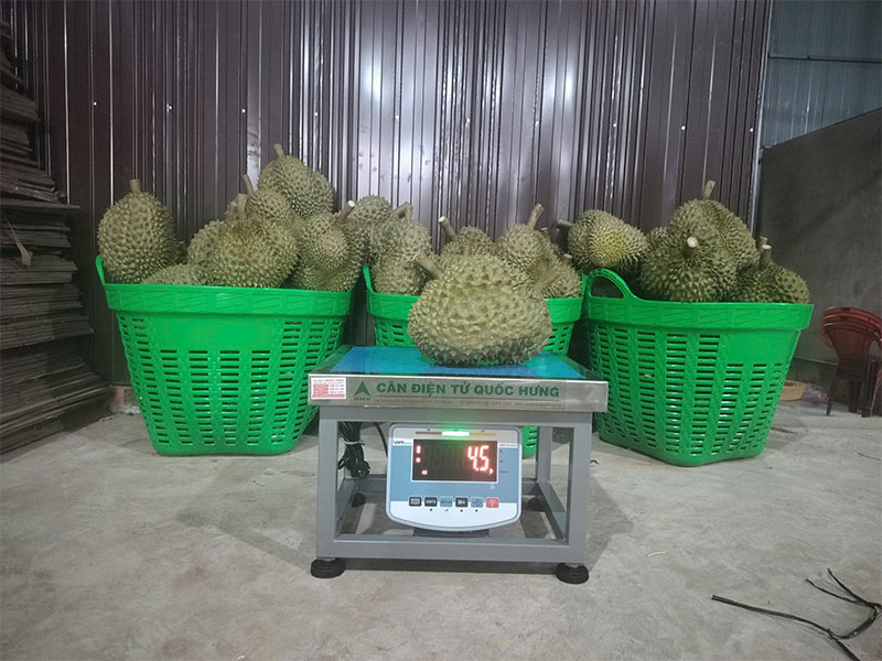Cân ghế điện tử 300kg cho kho sầu riêng tại Bảo Lộc - Lâm Đồng