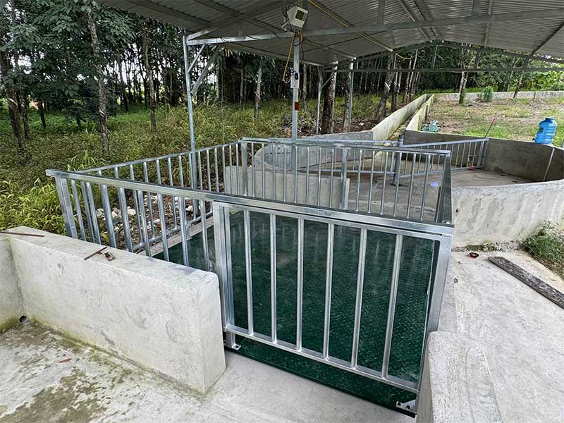 Bàn giao Cân heo điện tử 2 tấn cho trại heo tại Đăk Nông – Lâm Đồng