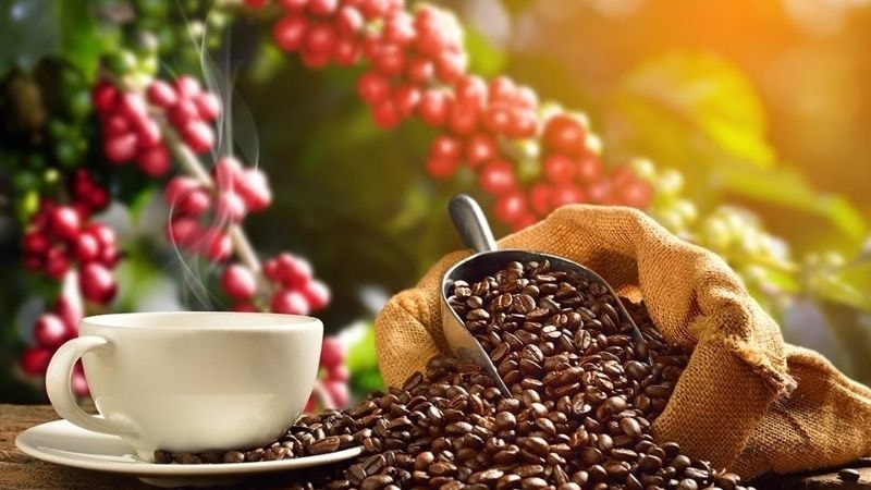 Bản Đồ Cà Phê Việt Nam