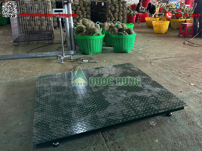 cân sàn sầu riêng