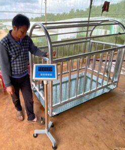 Cân heo - Cân động vật