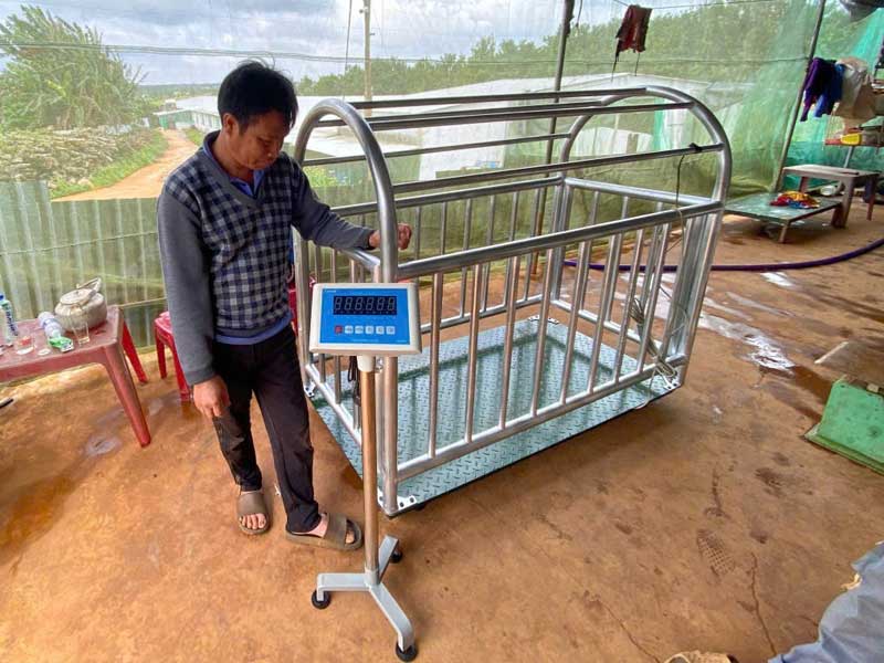 Cân heo điện tử 500kg
