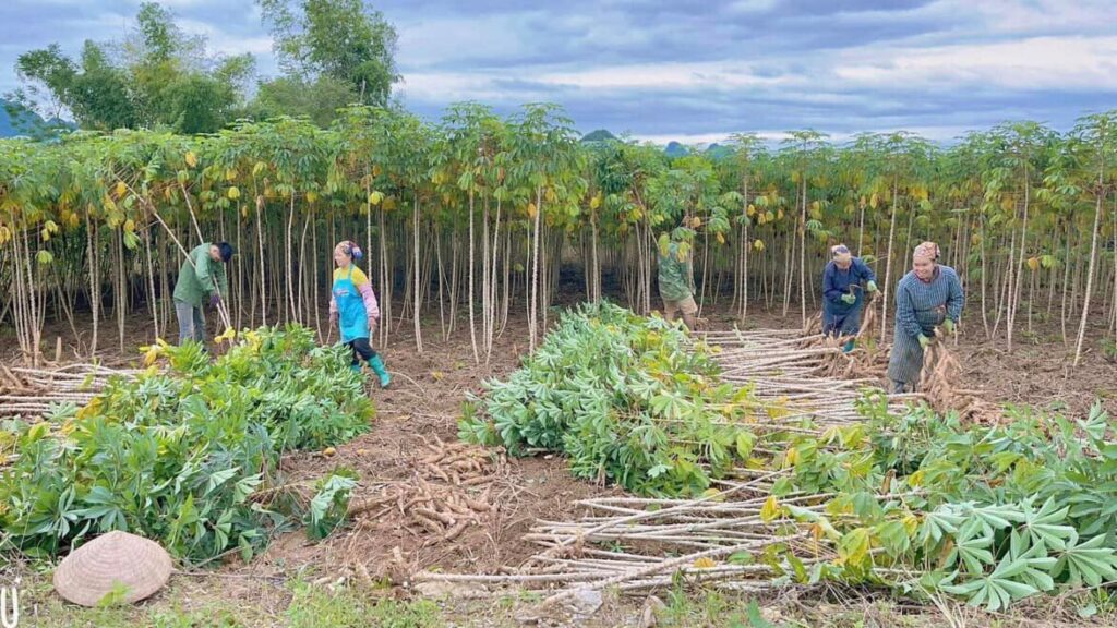 Giá sắn tăng mạnh trong bối cảnh tranh mua nguyên liệu gay gắt