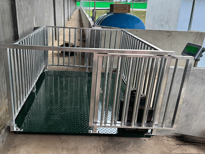 Cân heo điện tử 1 tấn