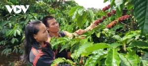 Người trẻ dân tộc thiểu số tại Gia Lai tự tin khởi nghiệp