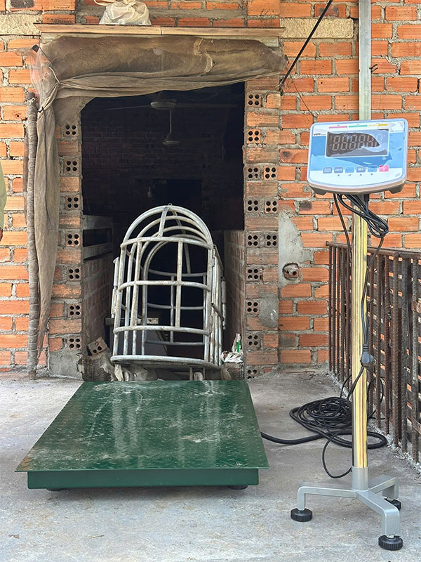 Cân heo điện tử 500kg