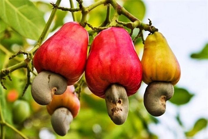 Mùa Điều Vàng Tây Nguyên