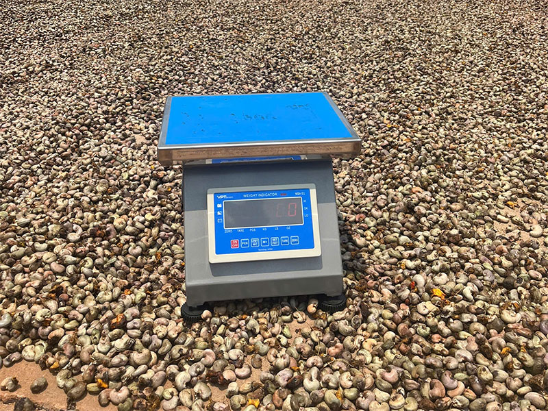 ngành điều cần cân điện tử chuyên dụng