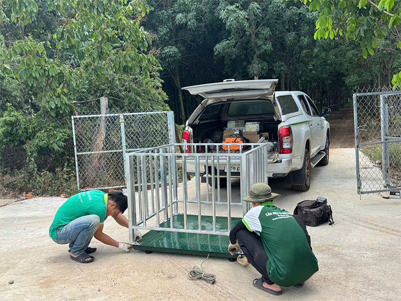 Bàn giao lăp đặt Cân heo điện tử 1 tấn tại Phú Yên Đăk Lăk