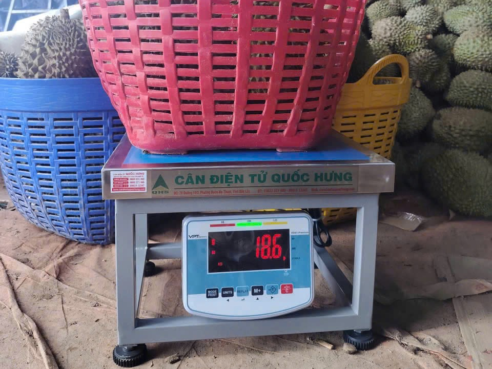 cân ghế sầu riêng lâm đồng
