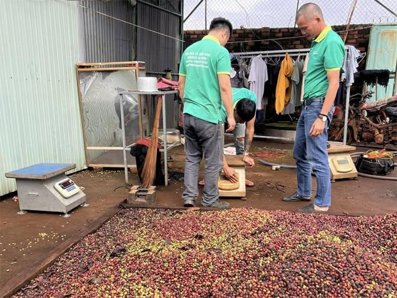 Dịch vụ sửa cân cà phê tại các vùng trọng điểm Tây Nguyên